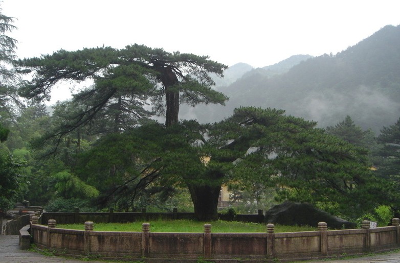 中国十大珍贵树种图片