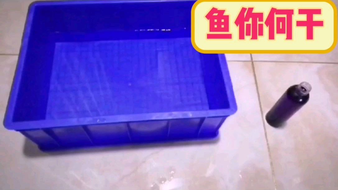 给金鱼治疗寄生虫