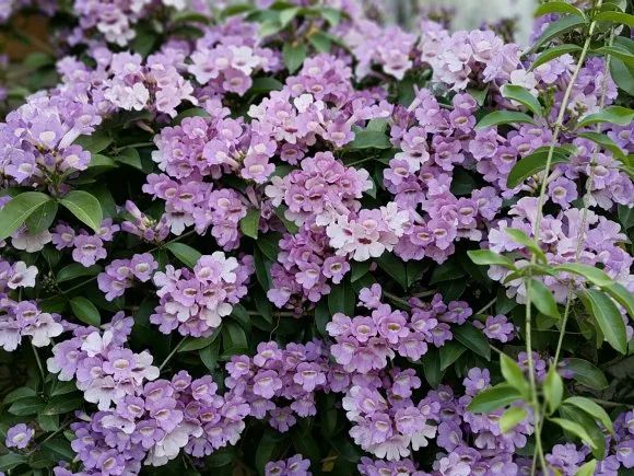 人称蒜香花,1年能爬4米高,好养不长虫,一次花开几百朵!