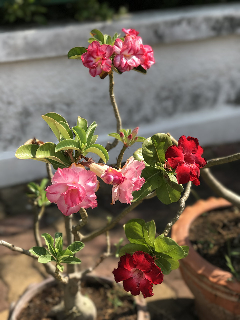 盆景 养护盆景:12月适合种养的花之夫妻海棠 夫妻海棠又叫"球根海棠