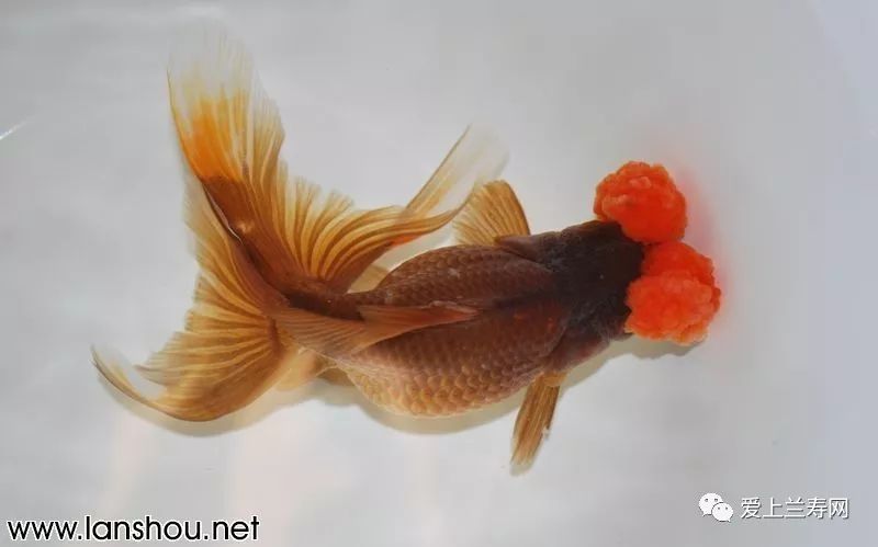 金鱼品种介绍之(绒球)