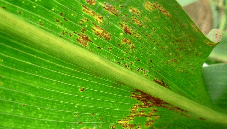 高粱常遇到病虫害的侵扰,知道这几个防治的方法,可省去大麻烦!