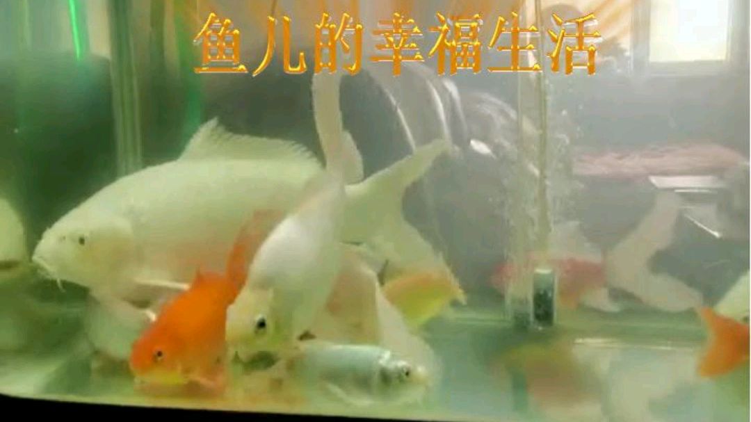 鱼儿鱼儿水中游,请欣赏鱼儿的幸福生活