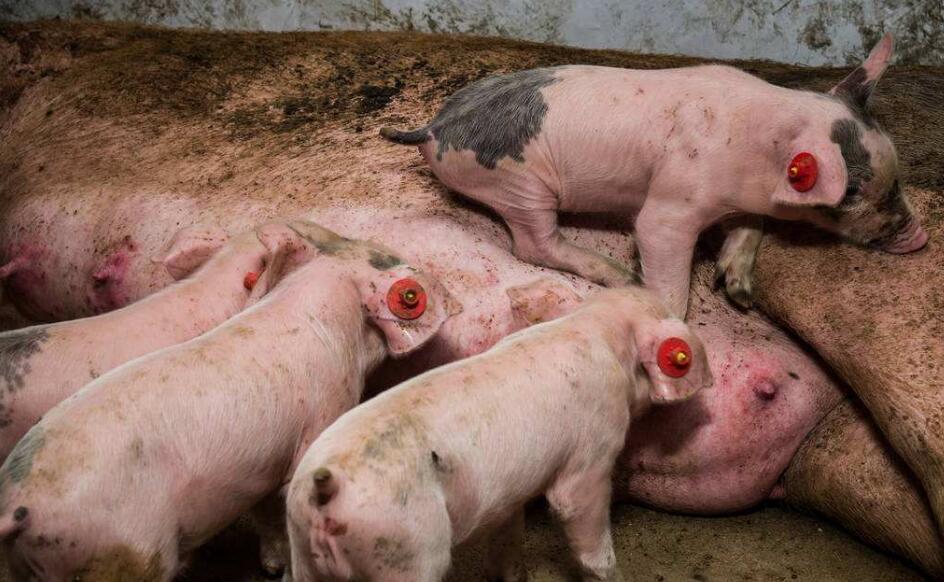 过完年后可要当心仔猪白肌病,3-4月份可是高发期
