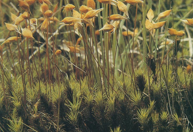 这种野草在民间很常见,不仅能除湿气,还具有更高的药效价值!