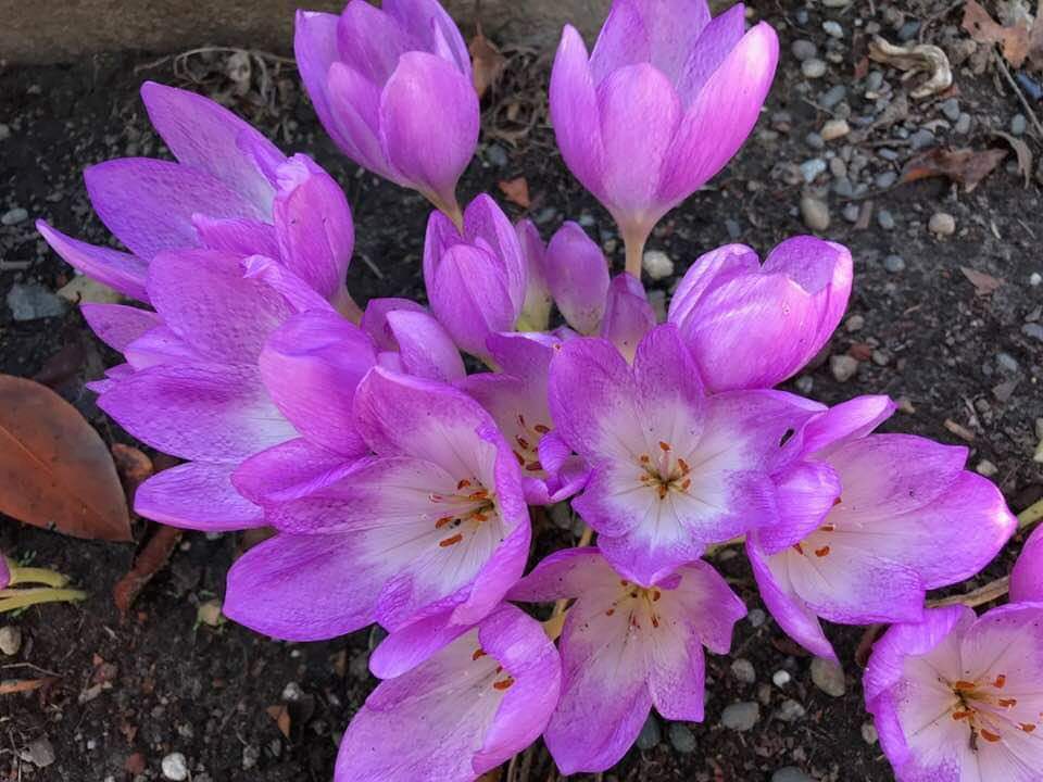 水仙花的颜色紫色图片