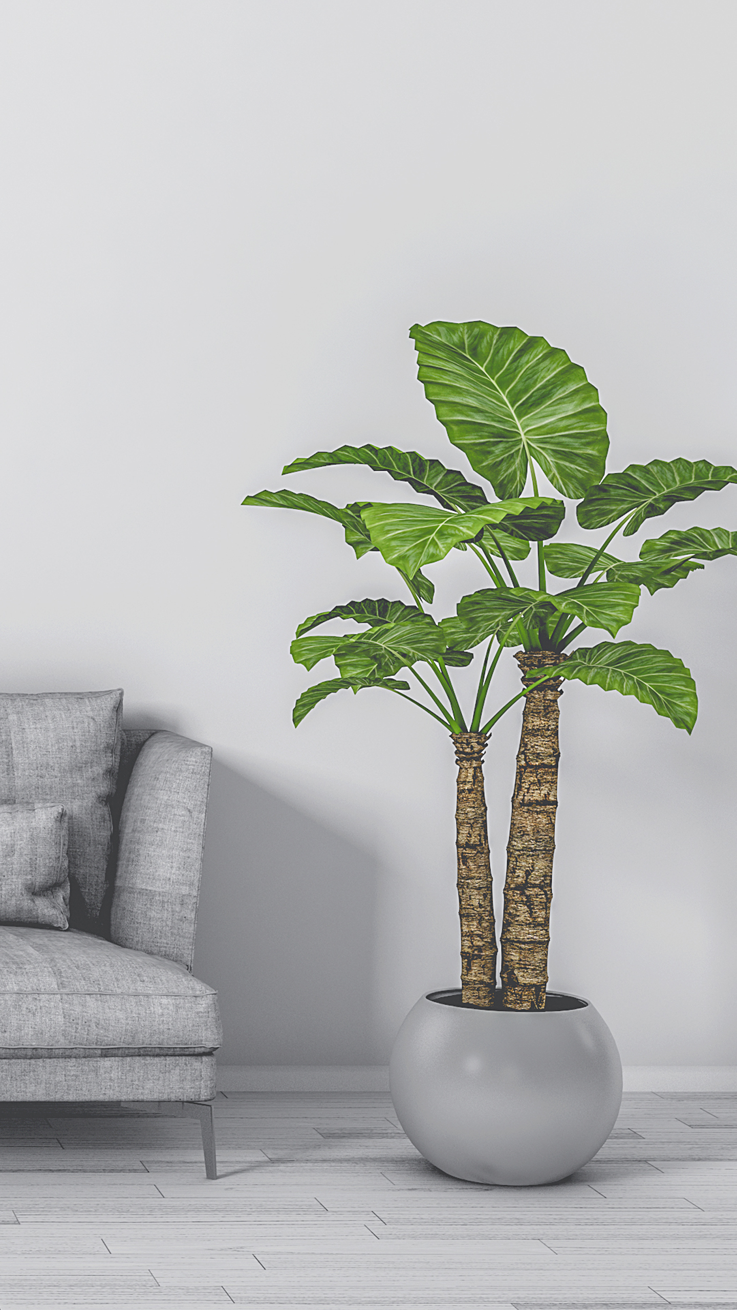 室内一抹绿,打造小清新