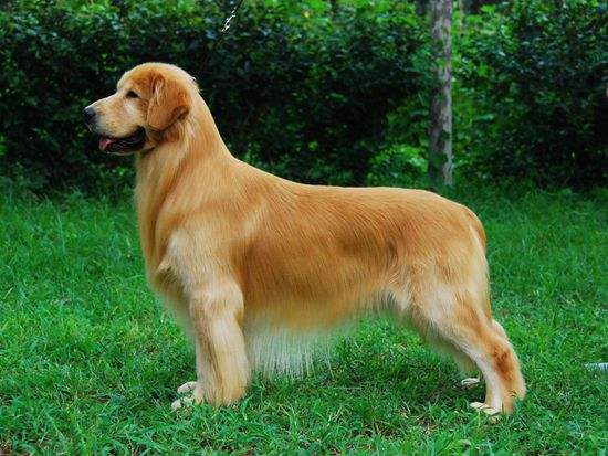 "赛级金毛"长得真美,网友们:这才是真正的金毛!心动的感觉