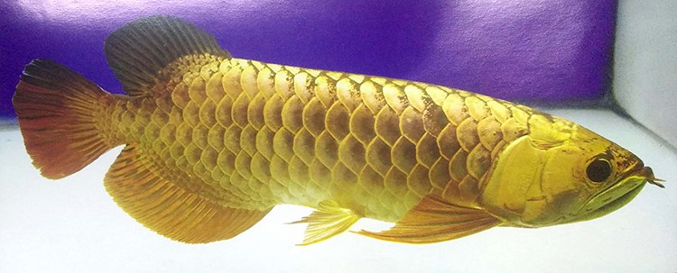 大马鱼 - 热门商品专区