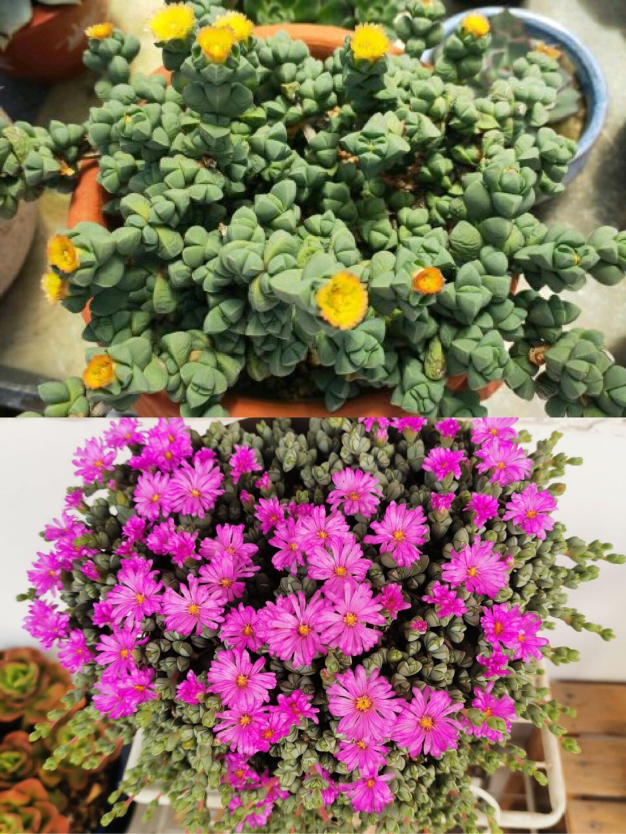 碧玉莲,全网最红的多肉品种非它莫属,趁春天咱也养盆网红多肉