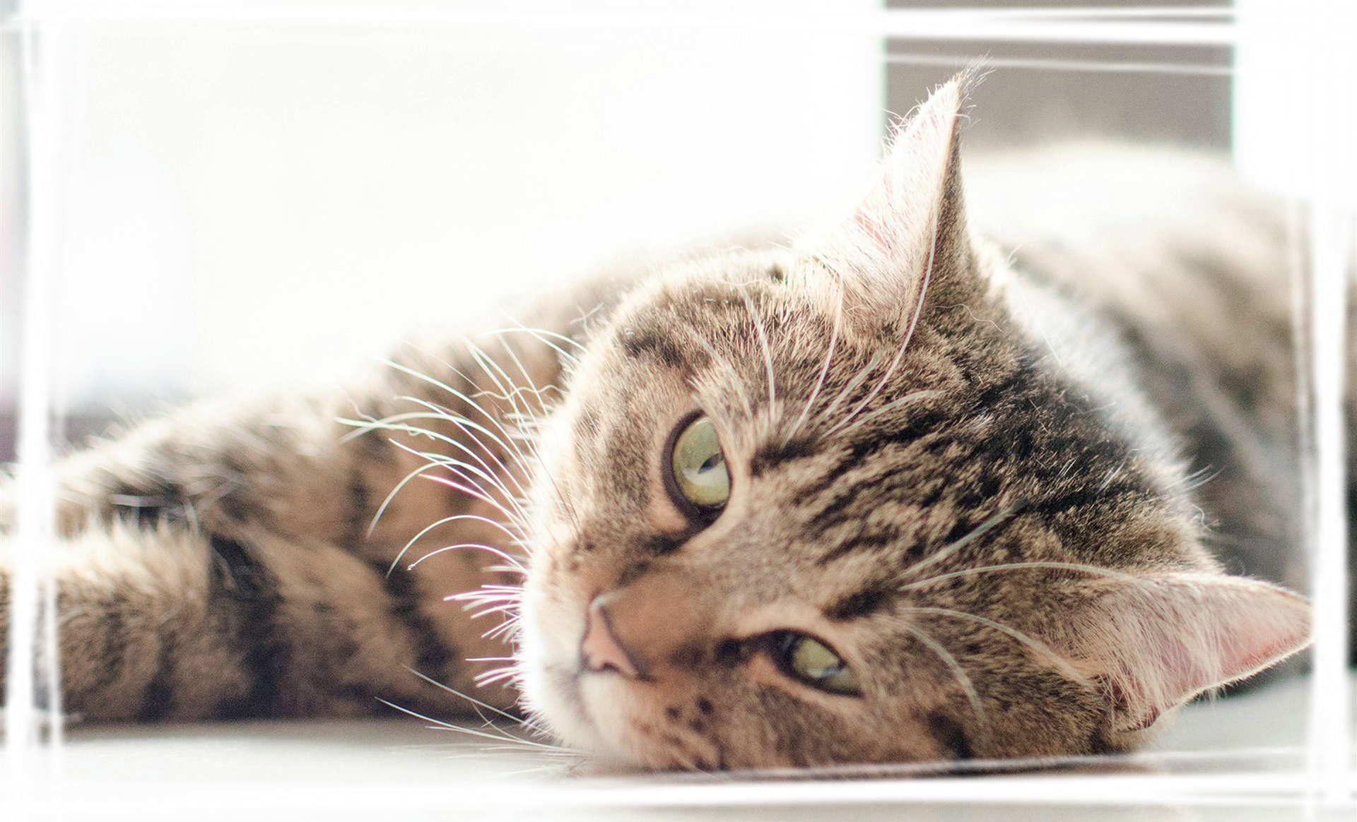 乖巧可爱的猫咪图片桌面壁纸大全