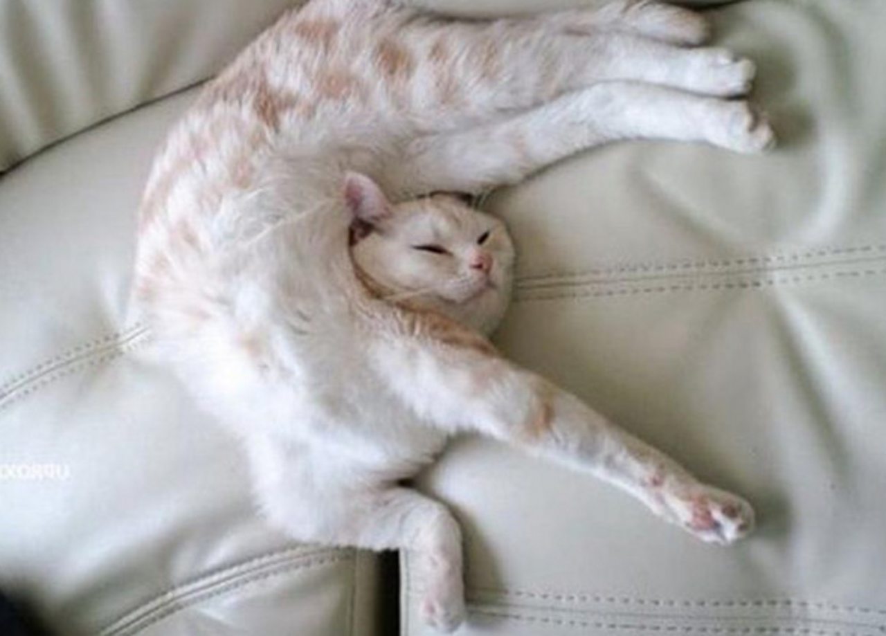 你永远也无法理解,猫咪睡觉为什么用这么奇怪的姿势睡觉!