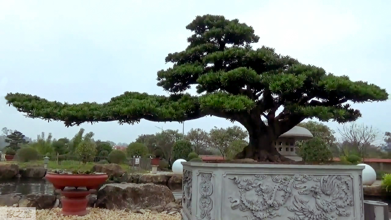 大型盆景欣赏:这棵罗汉松枝干很有特色,犹如一只"手"伸向远方