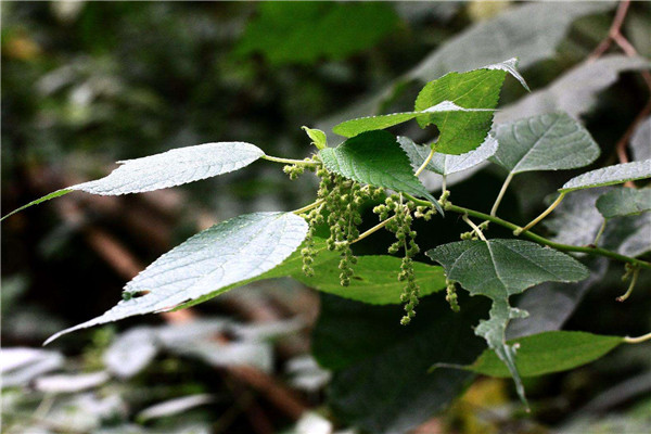 古代常用这草做麻布,现在却是安胎良药,俗称"白背草"价值很高