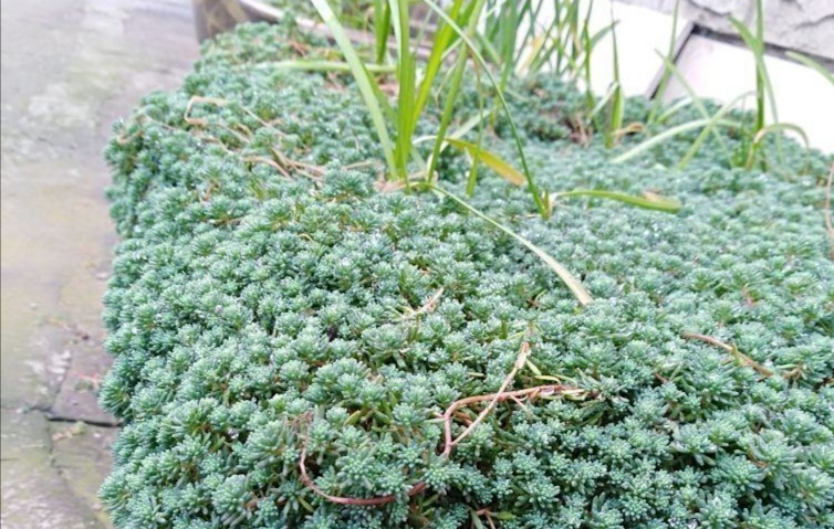 事实说明,养好薄雪万年草需要足够的光照和良好的通风.