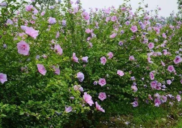 韩国国花木槿花,这样来种植,它就能开得很漂亮