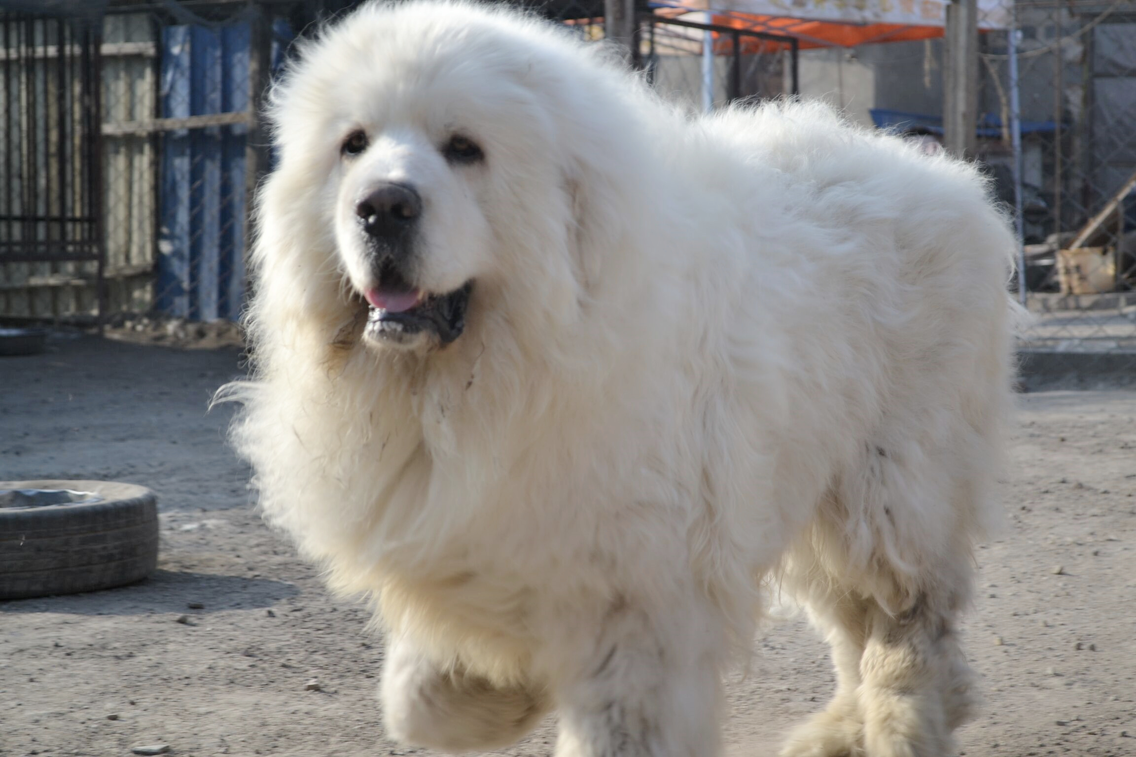 大白熊是世界上最漂亮的犬种,那如何挑选大白熊犬呢?