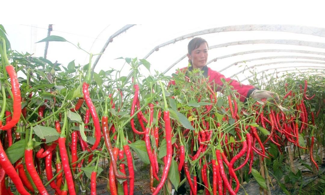 辣椒产量与收益息息相关,掌握这4个施肥方法,想高产都难!