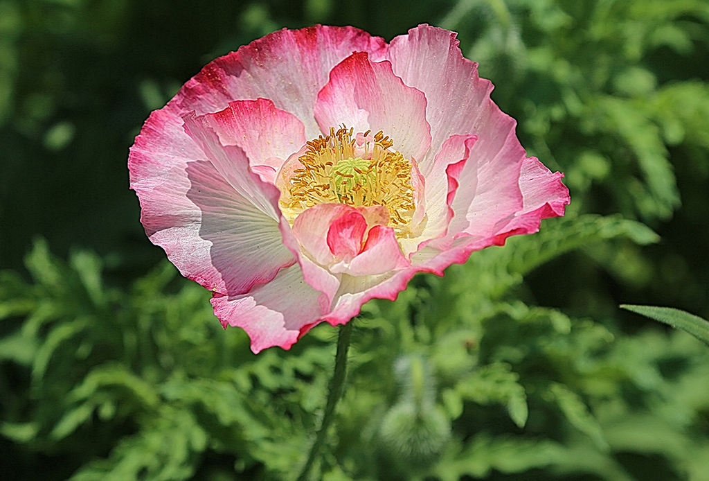 五颜六色的虞美人花.粉色的虞美人花 转载自百家号作者:小佳摄影