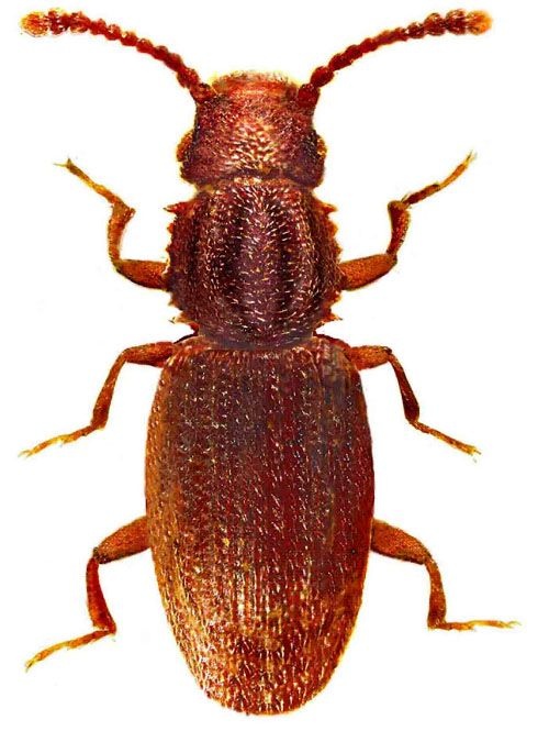 学名为m onanus concinnulus (w alker),属于鞘翅目,谷盗科的一种动物