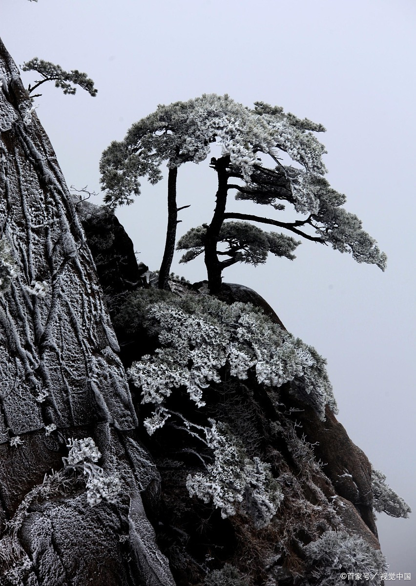 南岳雪松图片图片