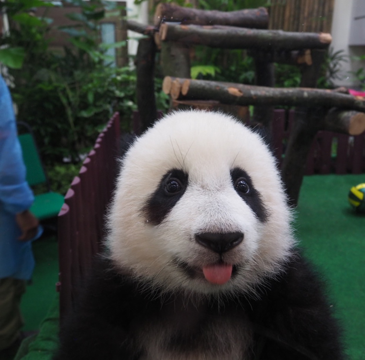 今年1月,旅居马来西亚的大熊猫"兴兴"和"靓靓"生下的第二胎,由于姐姐
