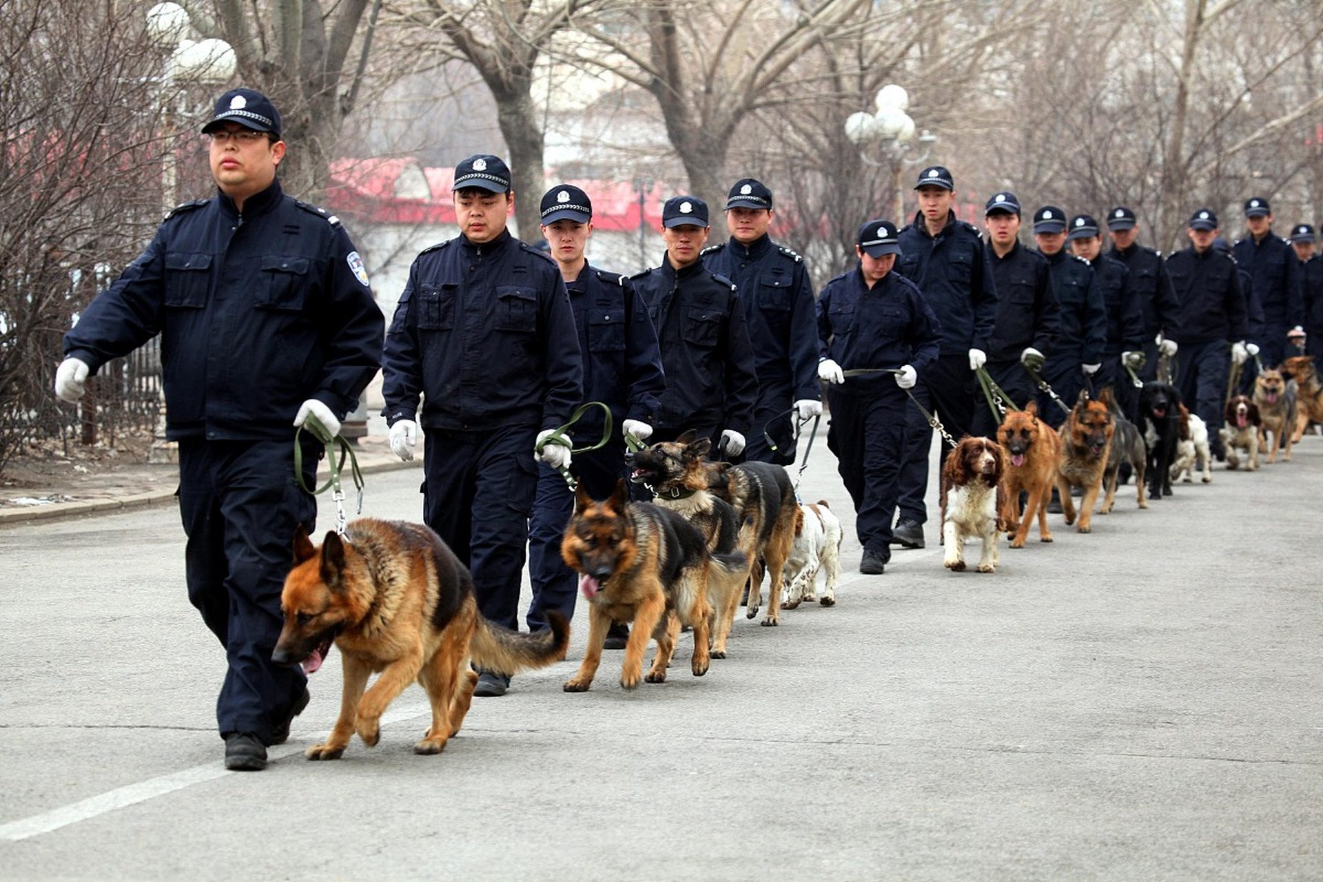 退役警犬看见升国旗后的动作令人动容:正襟危坐,跟着"敬礼".