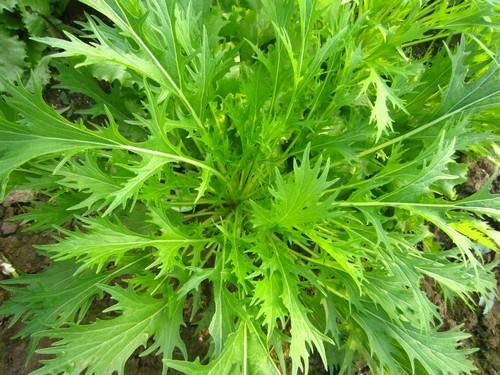 千筋京水菜全称为白茎千筋京水菜