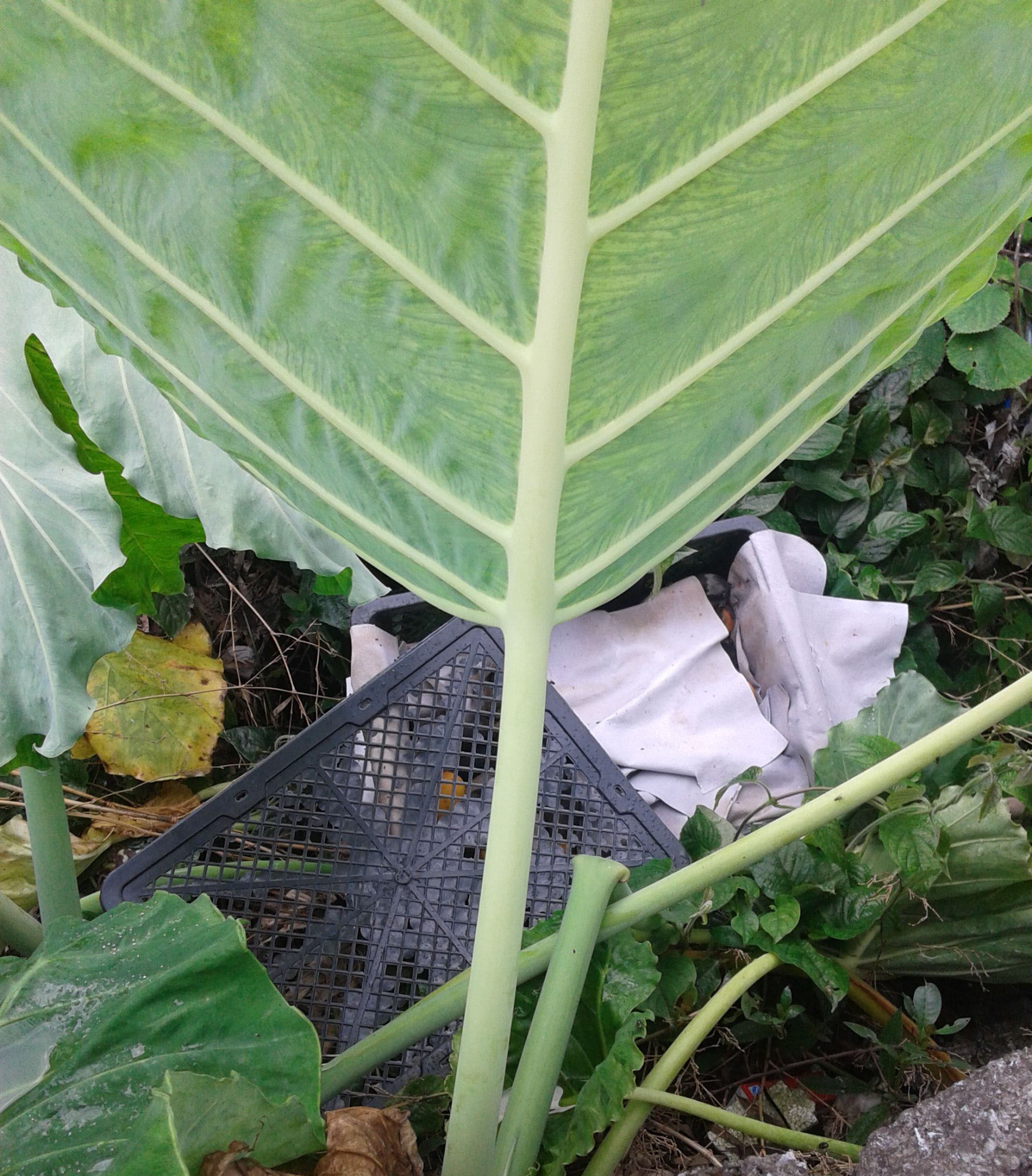 这植物叫"广芋",和滴水观音长得很像,叶柄可以吃,知道的不多