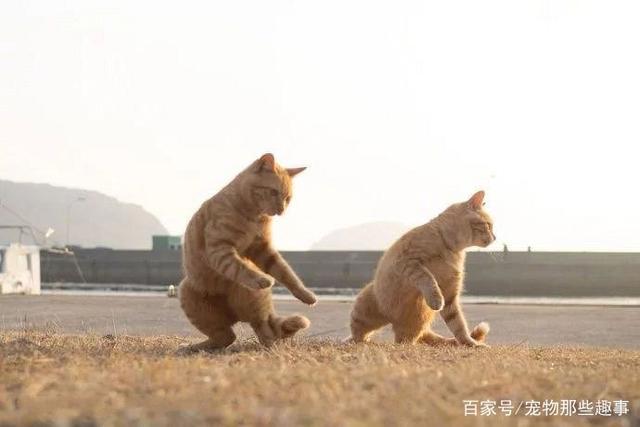 橘猫每天"练功健身",小橘猫紧跟大橘步伐,师徒二喵像复制粘贴