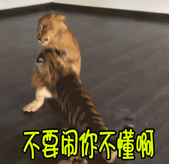 当动物与互联网词语相遇,话语之间更加亲切,第一个词大家都见过