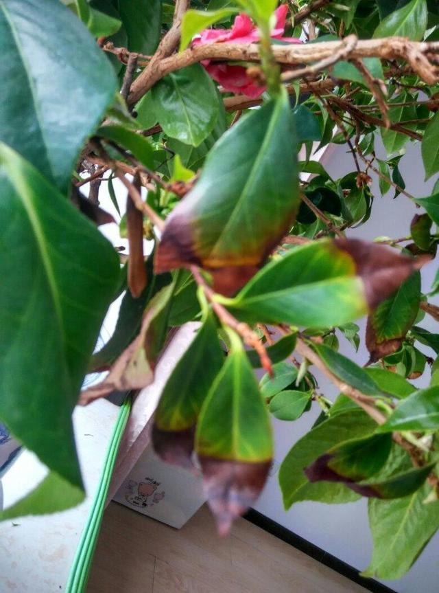 夏养茶花不好活,太阳一晒就枯叶,这几点要格外注意
