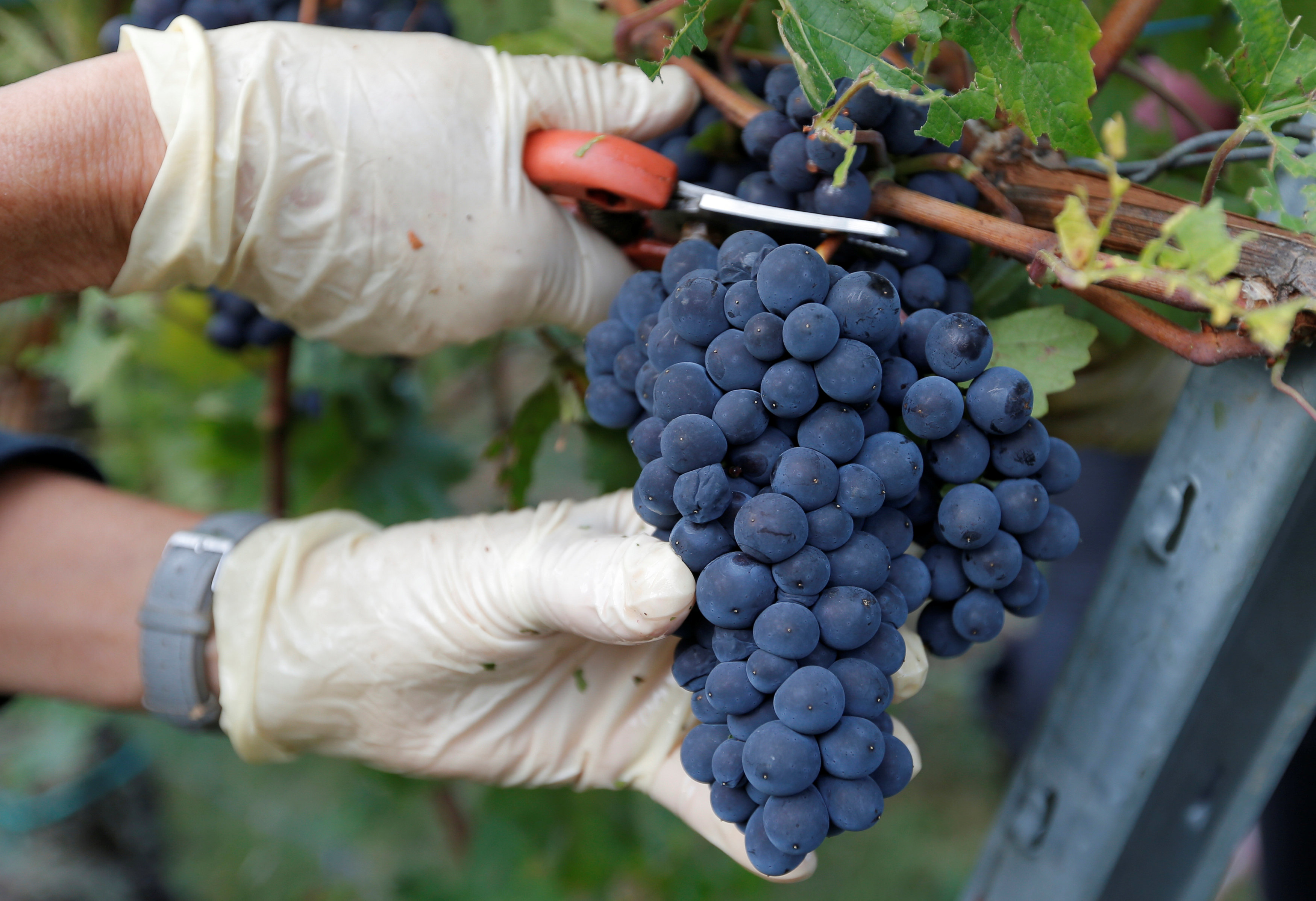 收获黑皮诺葡萄(12)