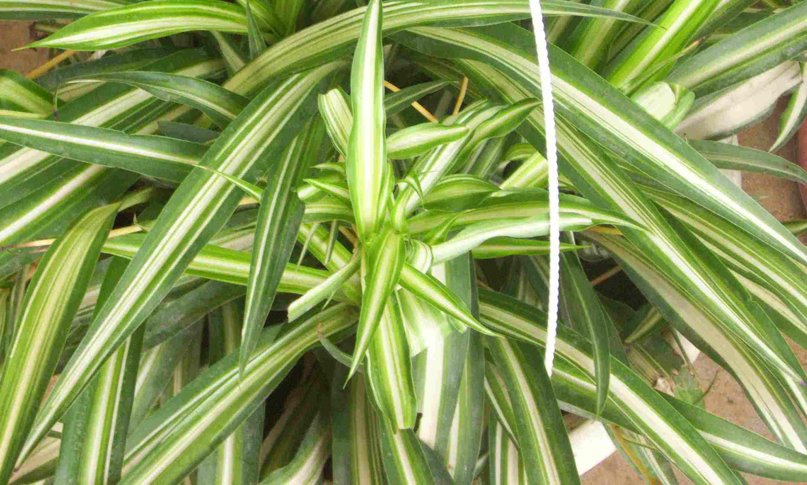 金心吊兰真的很好养殖,做到这几点,就能够枝繁叶茂