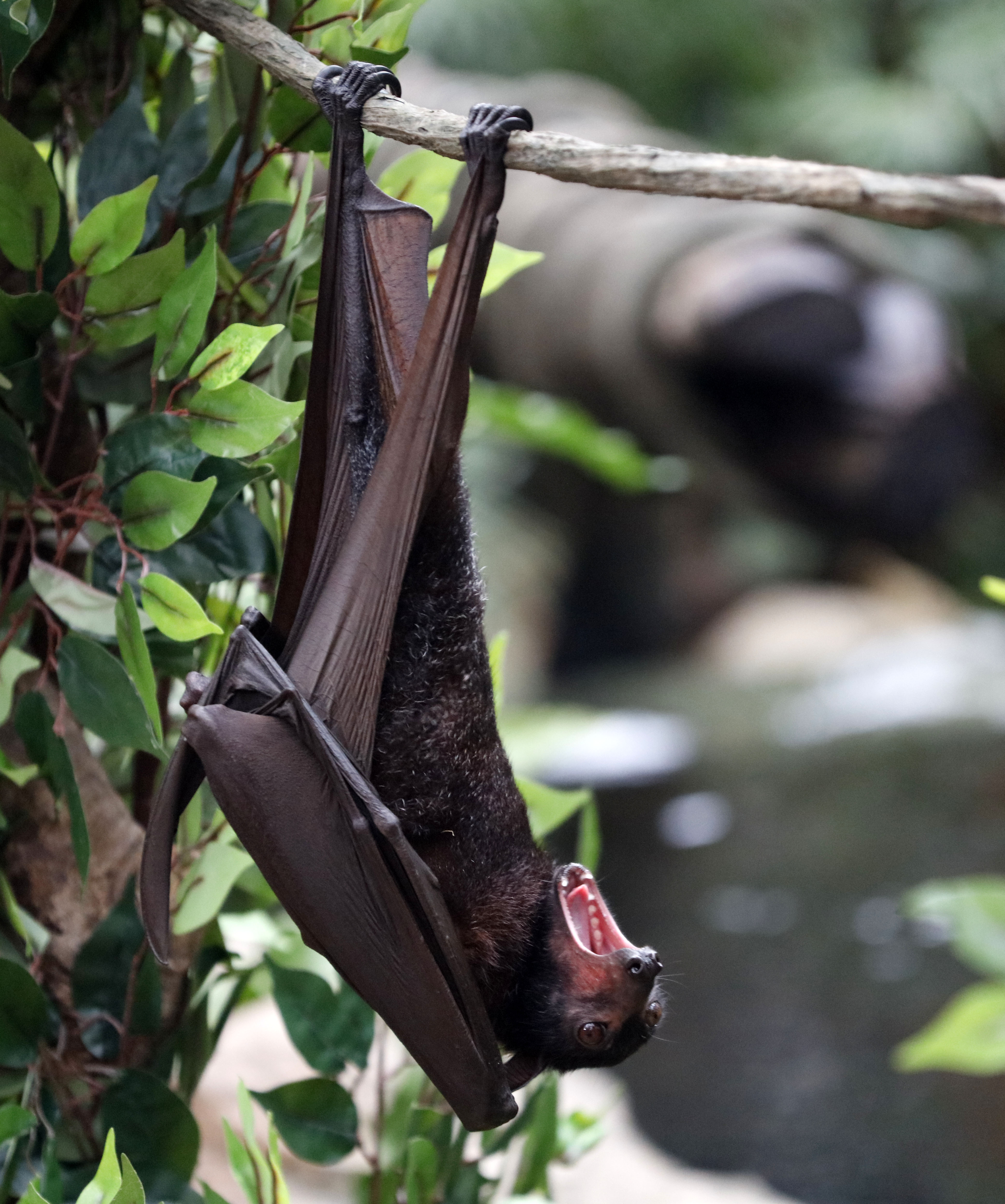 马来大狐蝠在广州展出