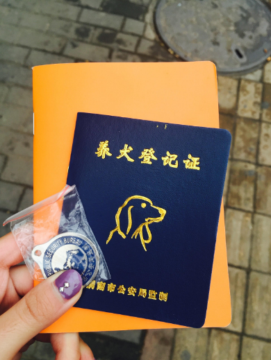 过年毛孩子怎么带回家?狗狗过春运不注意可能会害死毛孩子!