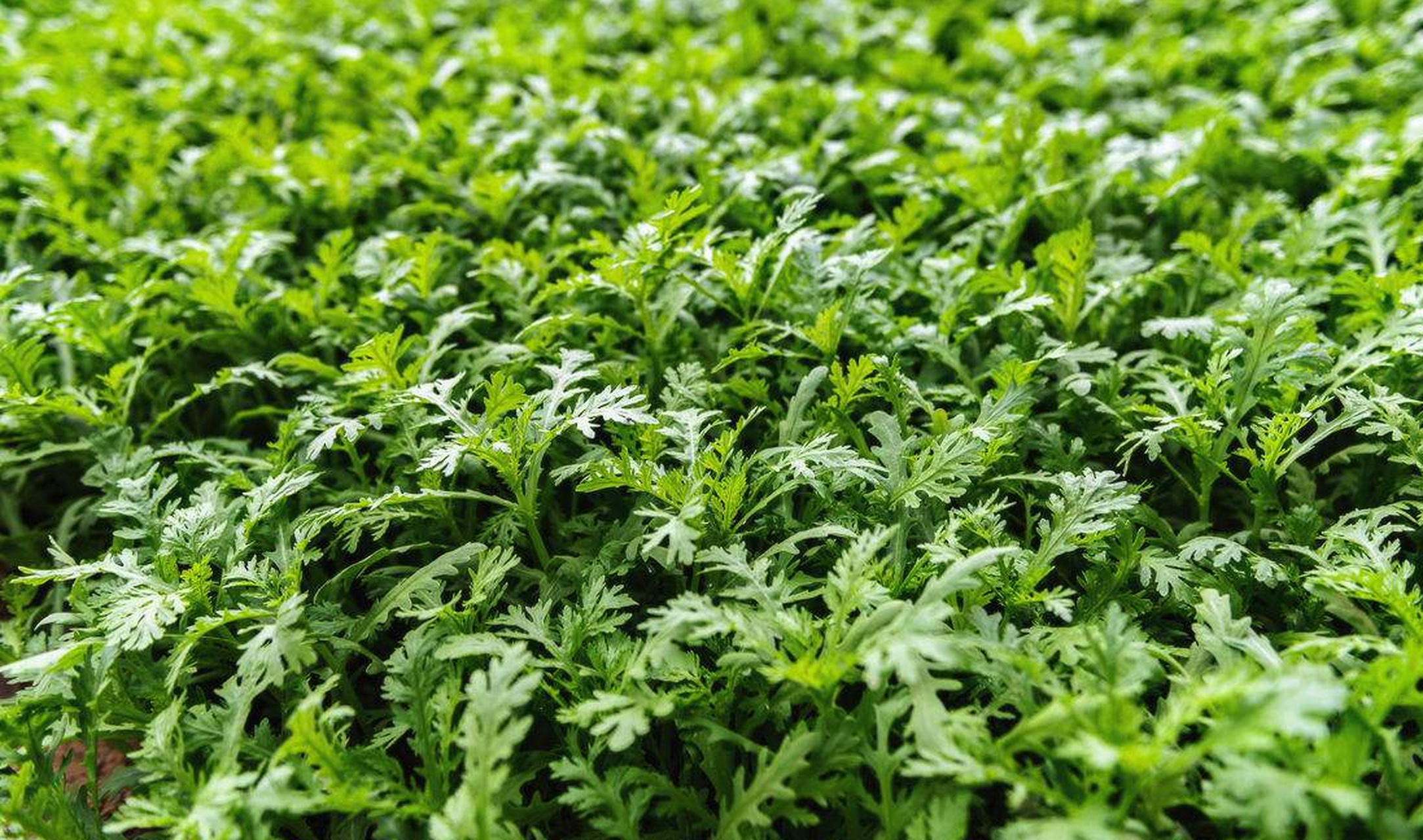 摘要: 茼蒿是一种营养丰富,清香美味的蔬菜,种植相对简单.