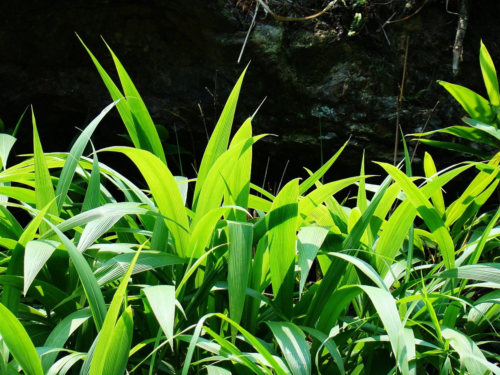 下面,我们将从颜色,形态,经典故事和小诗词四个方面,深入了解大叶仙茅