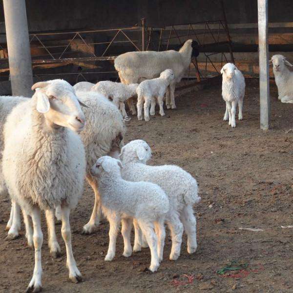 养猪成本与利润的分析,请算好这笔账