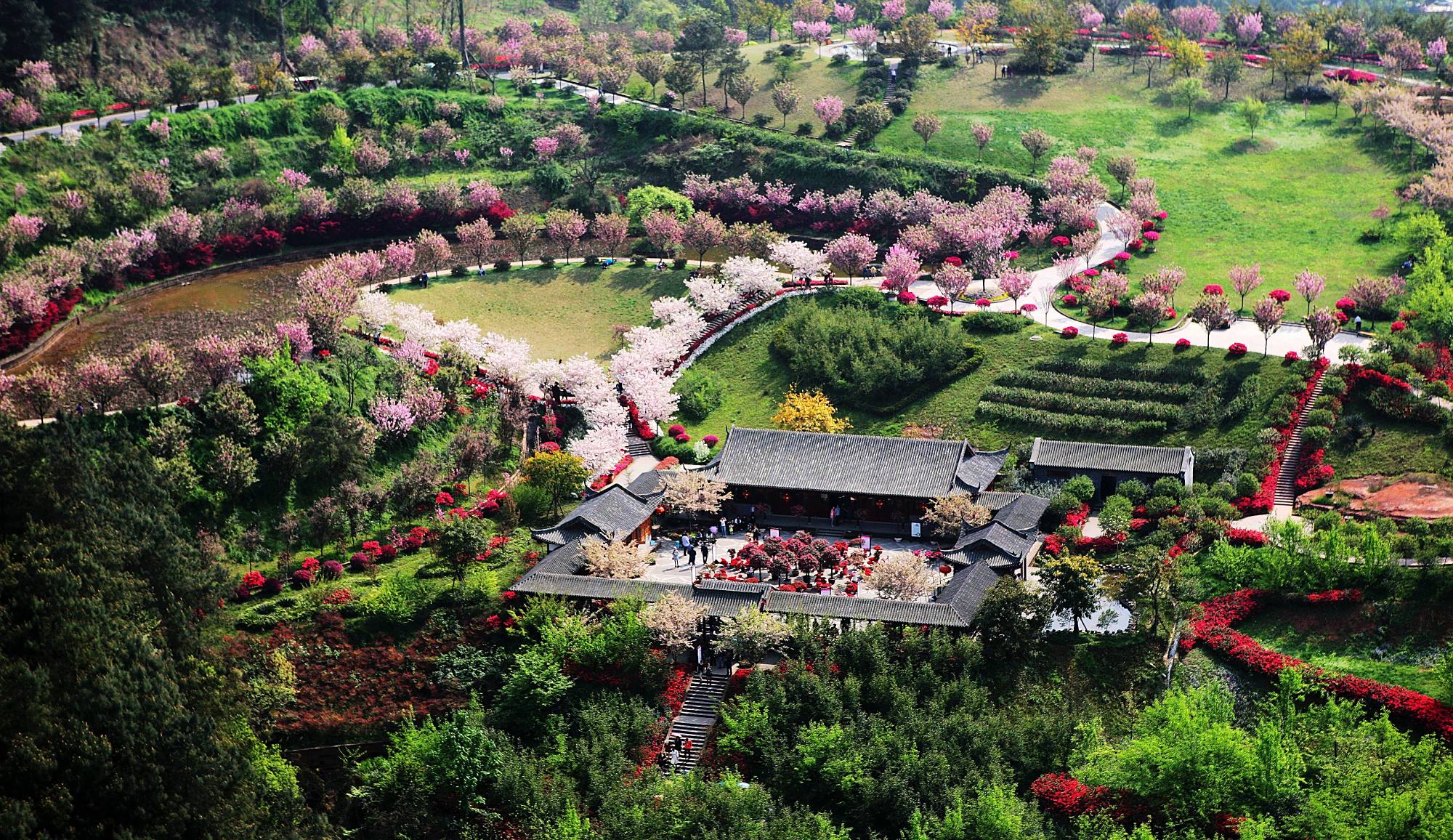 花舞人间|新津这片花海"占据"成都人的朋友圈好多年