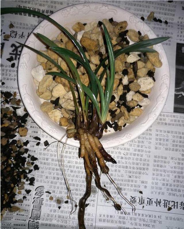 兰花烂根空根的原因和预防方法详解