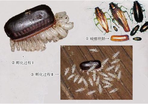 蟑螂的卵鞘是什么样图片