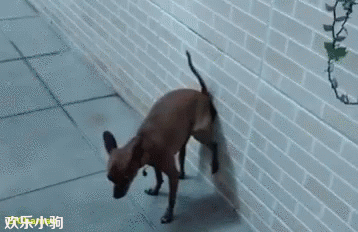 搞笑gif:为了叫猫咪起床,狗子也是操碎了心