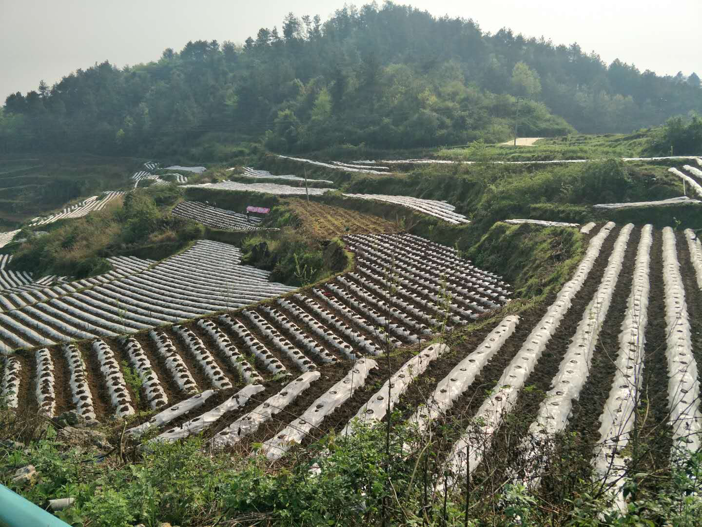贵州遵义团溪镇图片