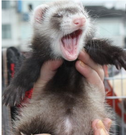 长毛红眼雪貂,通体白毛,眼睛为红色,没有杂毛存在