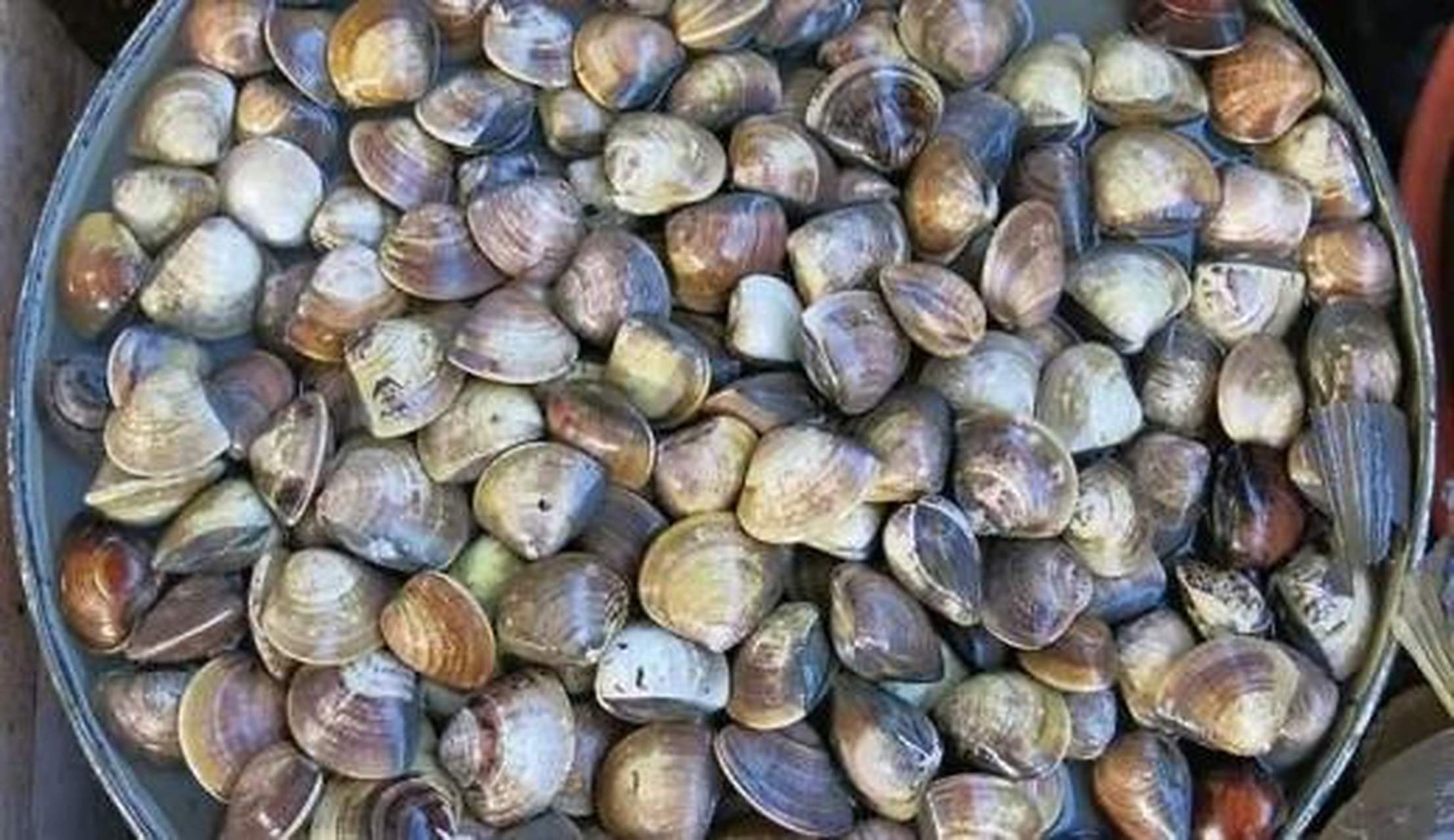 科普知识竞赛#【科普小知识】石房蛤毒素,已知毒性最强的海洋生物