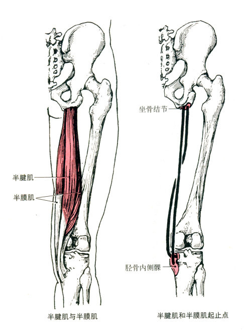 大腿后面肌肉名称图片