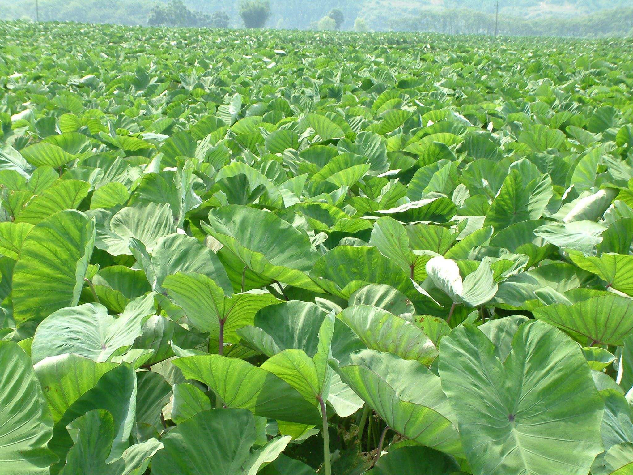 芋头怎么管理高产 - 2020年最新商品信息聚合专区 - 百度爱采购