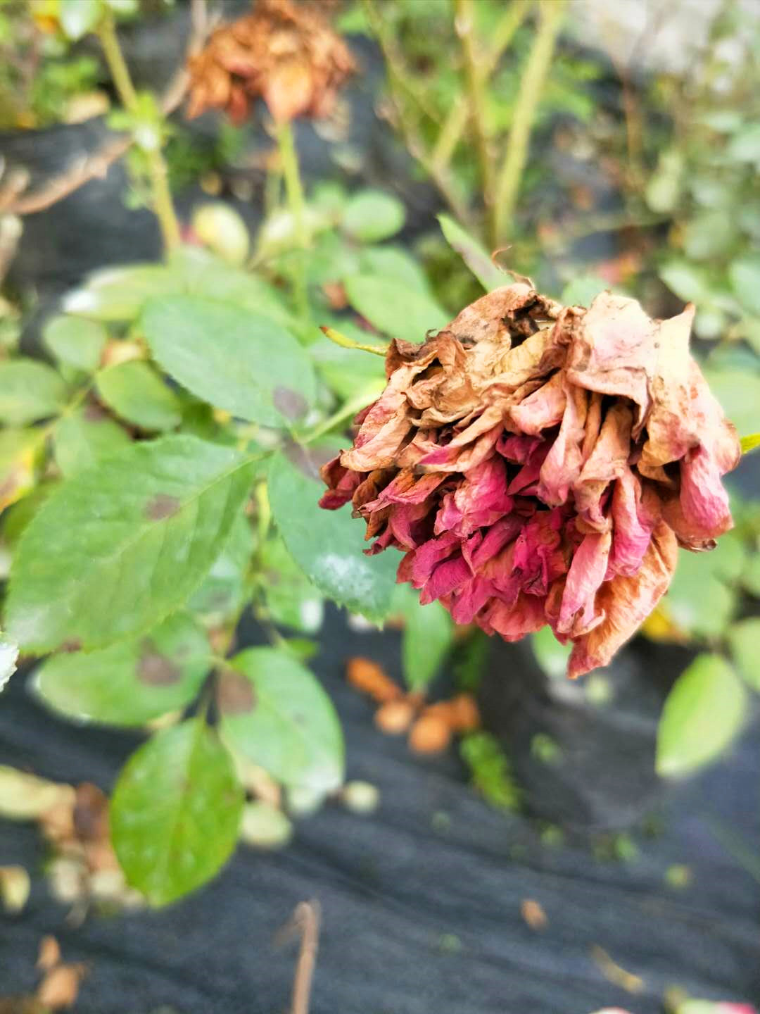 月季长斑,黄叶,掉叶,花朵枯萎,怎么回事?该怎么办?