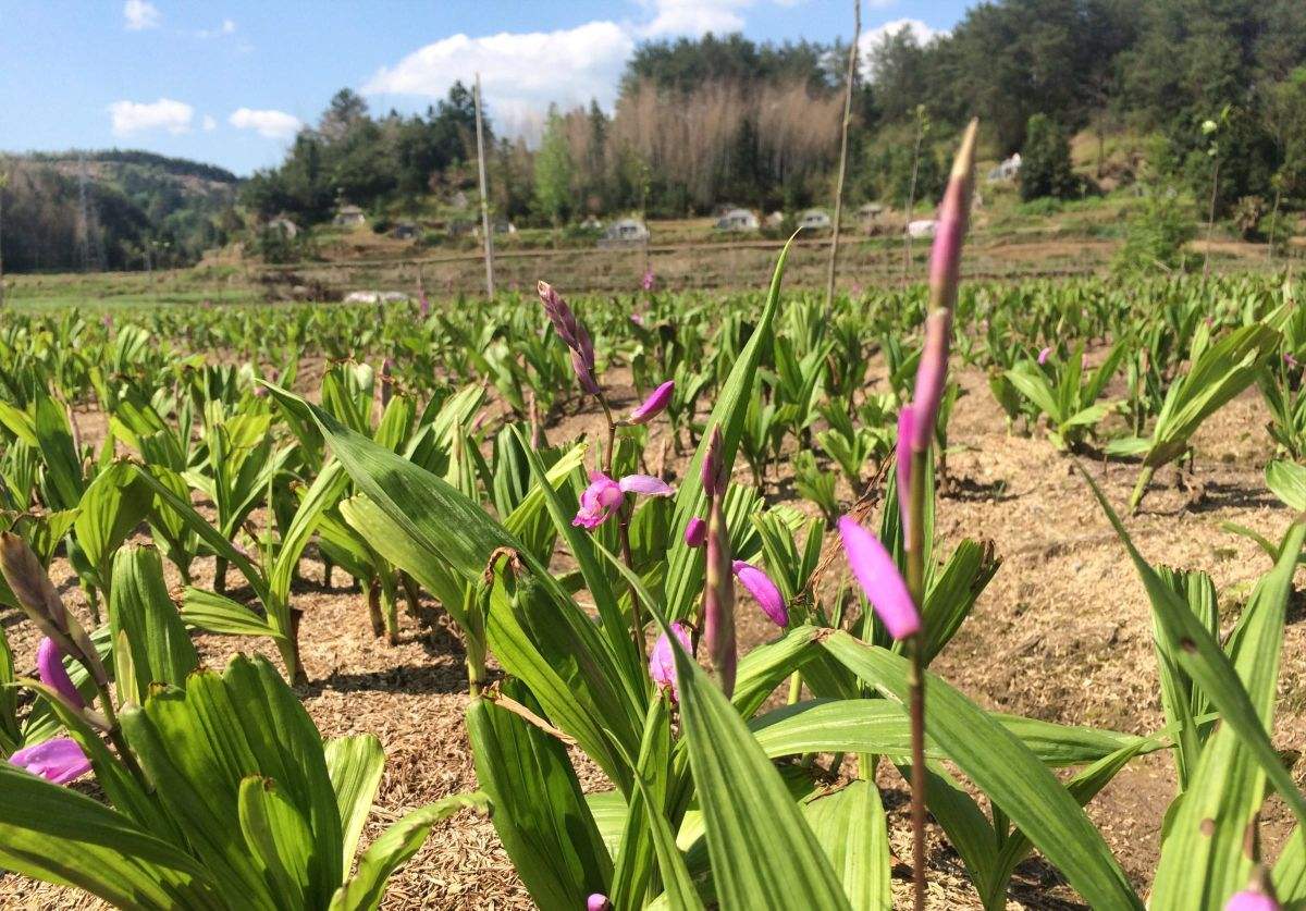 白芨- 热门商品专区